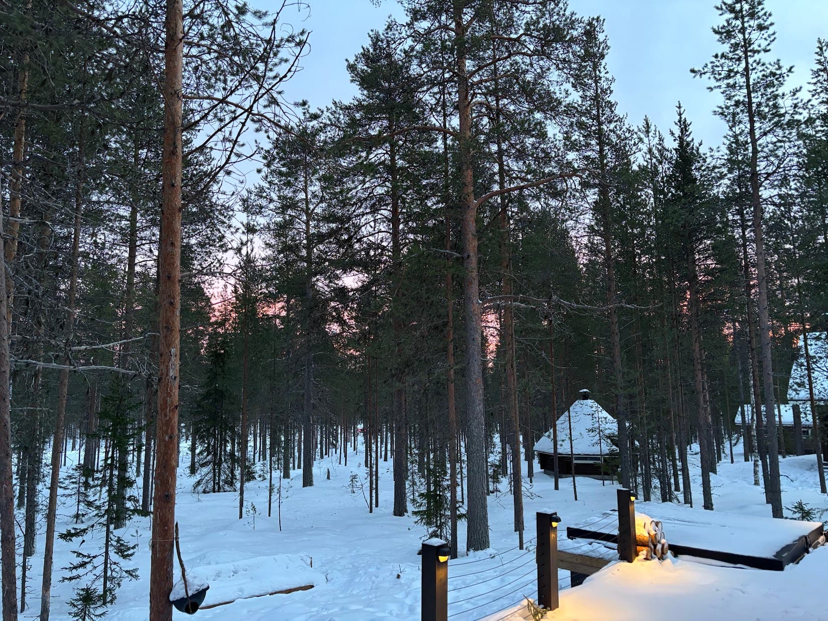 The Levi forest in winter — the landscape that brought Colin and Livia here