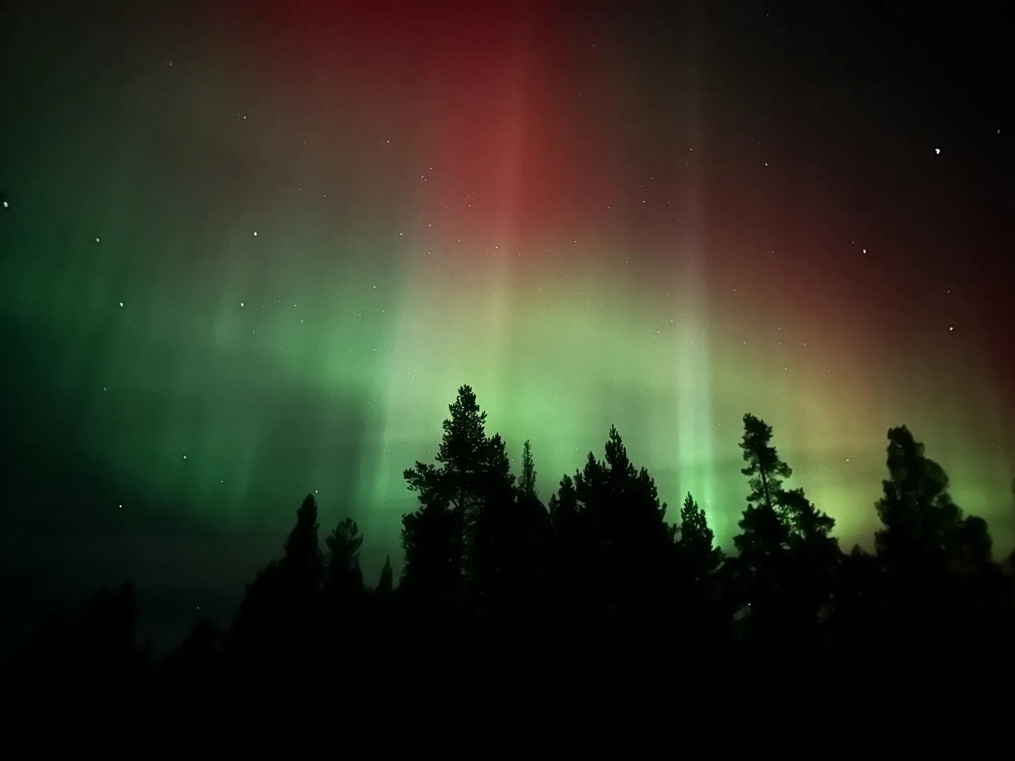 The Northern Lights over the forest in Levi, Finnish Lapland — green and red aurora curtains above silhouetted pines and a starry sky
